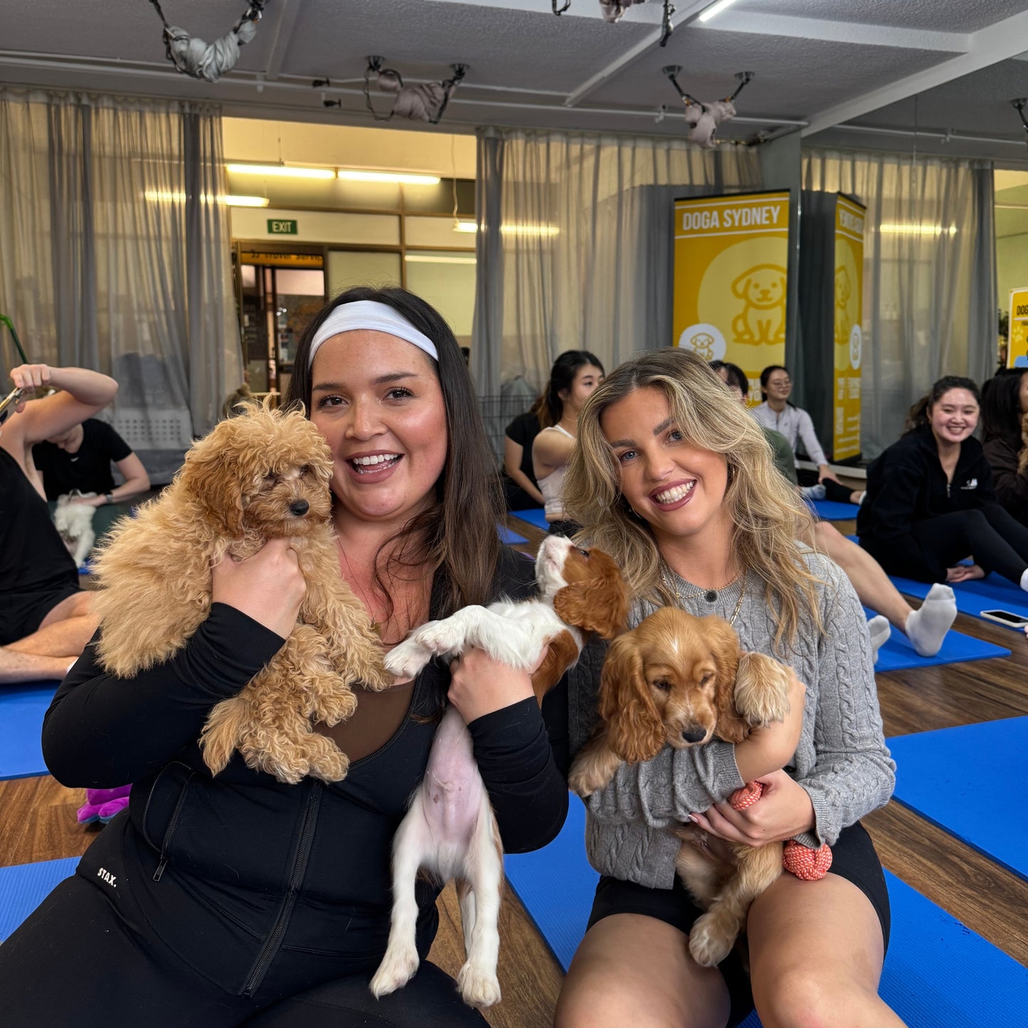 Chatswood | Puppy Yoga - Doga Sydney
