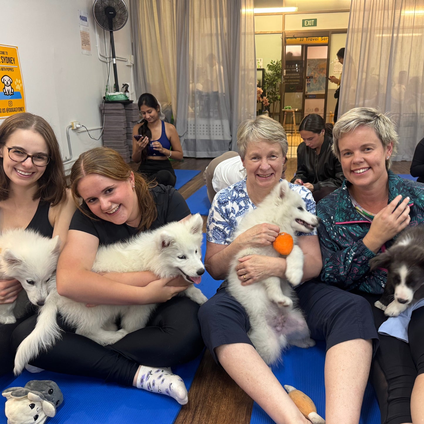 Chatswood | Puppy Yoga - Doga Sydney