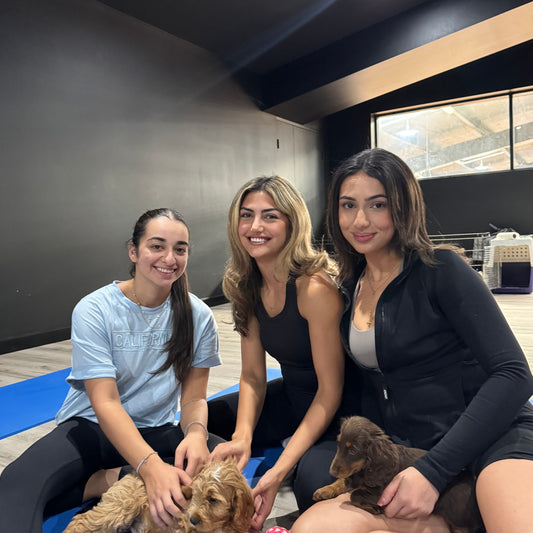 Parramatta | Puppy Yoga - Doga Sydney